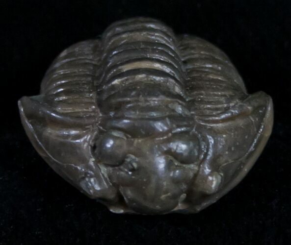 Partially Enrolled Flexicalymene Trilobite From Ohio #10872
